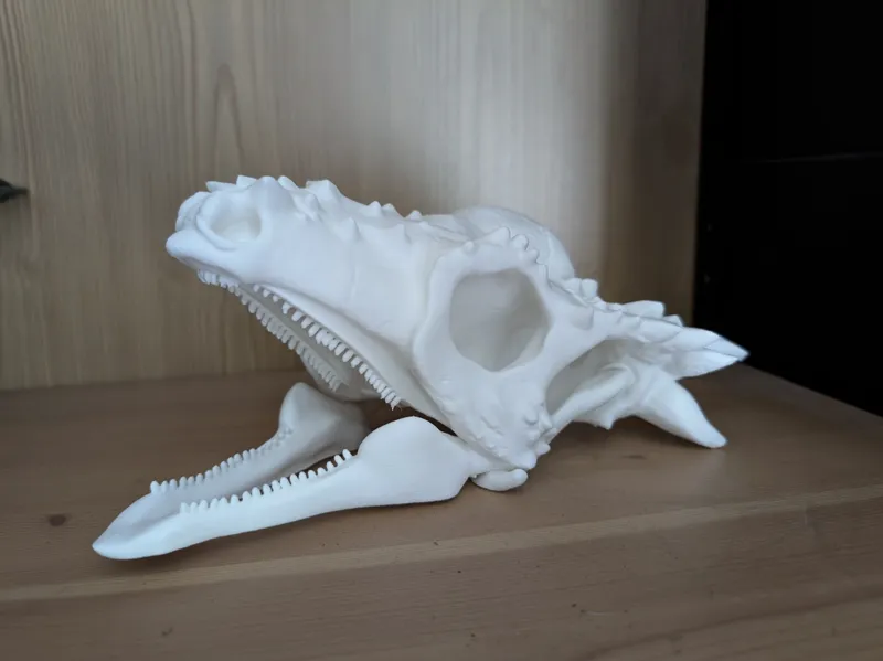 Pachycephalosaurus / DracoRex Skull Fossil