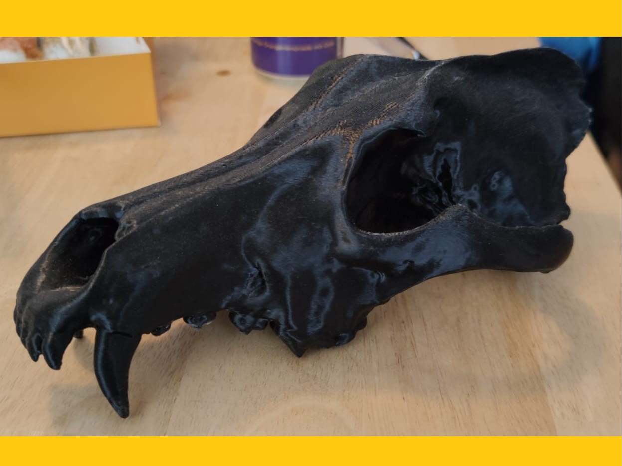 Wolf Skull (1:1) Anatomically Accurate Canis lupus