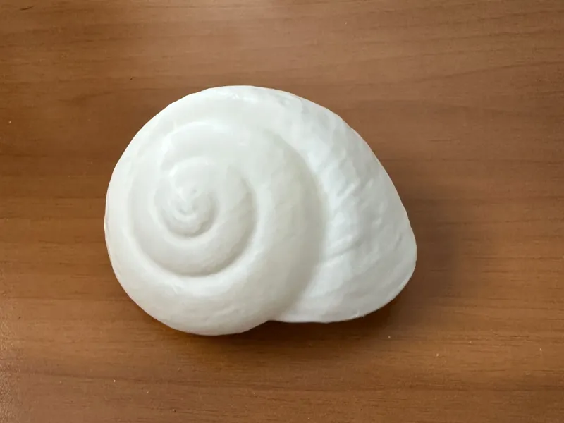 Conchiglia a chiocciola  marina