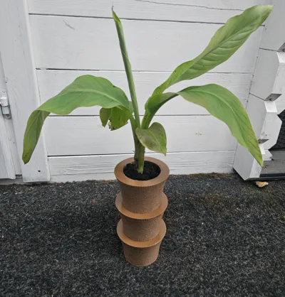 Palm Vase