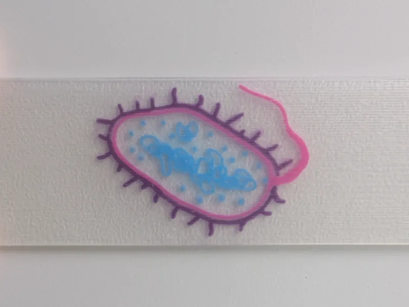 Bacterial Cell Microscope Slide