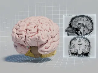 Anatomically Accurate Human Brain (Real MRI-Scan)
