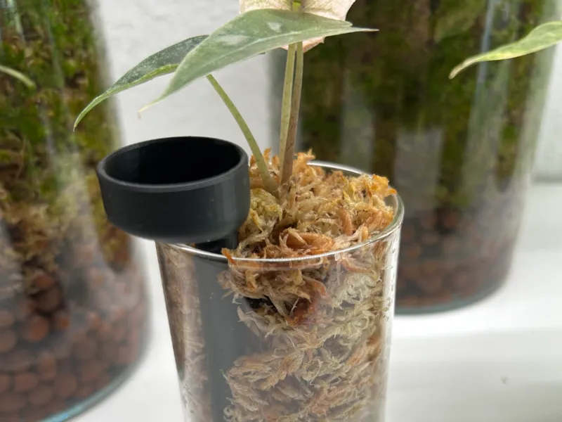 Bewässerung Pflanze in Glas mit Moos