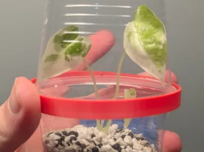 9oz Cup Humidity Dome - Tissue Culture Acclimation