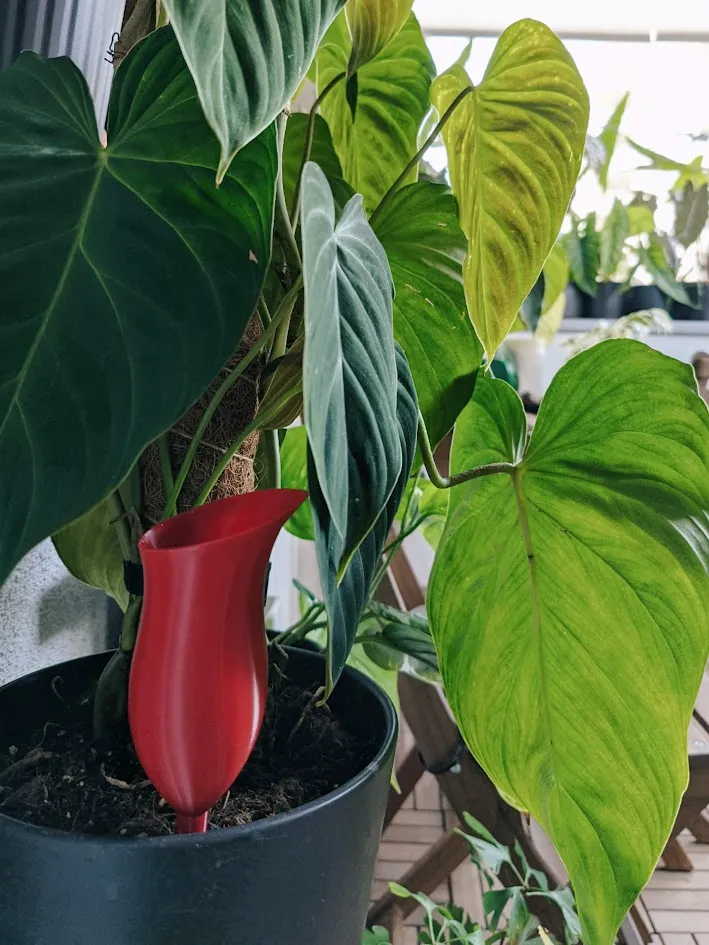 Self-watering pitcher plant view 2