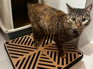 Cat litter tray - Multiple Sizes