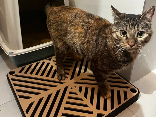 https://makerworld.bblmw.com/makerworld/model/USdd00b243d8765b/design/93ea113f4345e8a1.jpeg