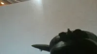 My Penguin