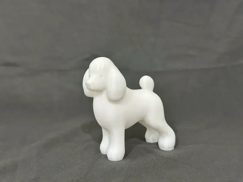 优雅的贵宾犬