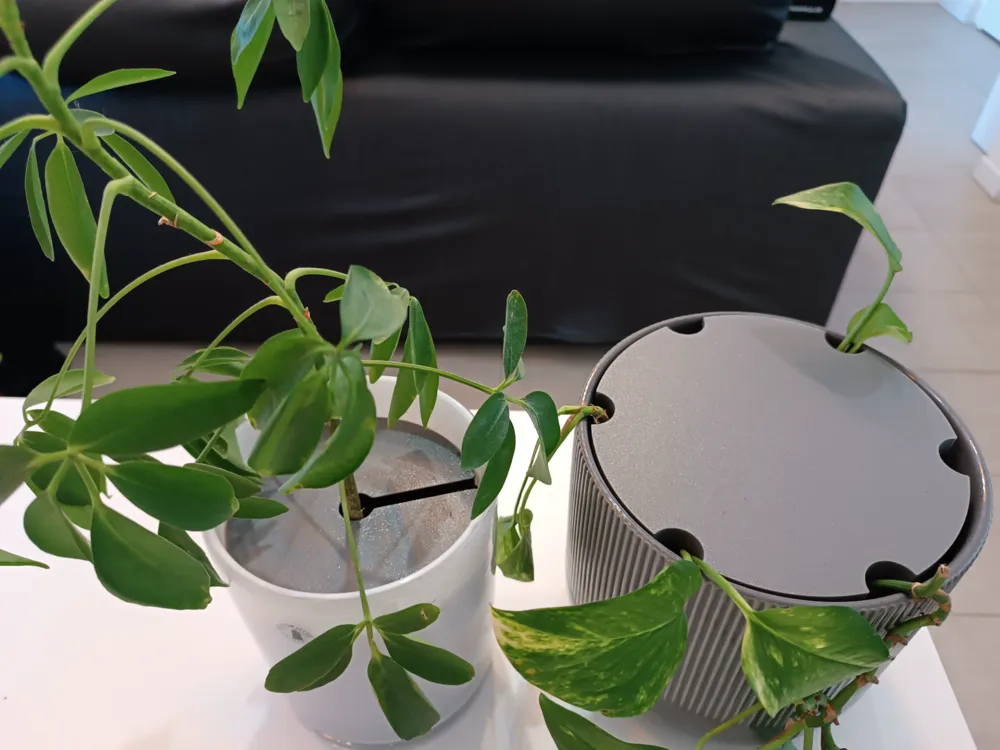 Protect Potted Plants from Cats by Valeria Momo MakerWorld