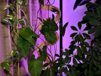 Spiral Plant Stake / Plant Support