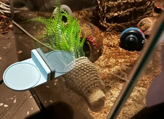 Ring Indoor Cam Stick On Mount