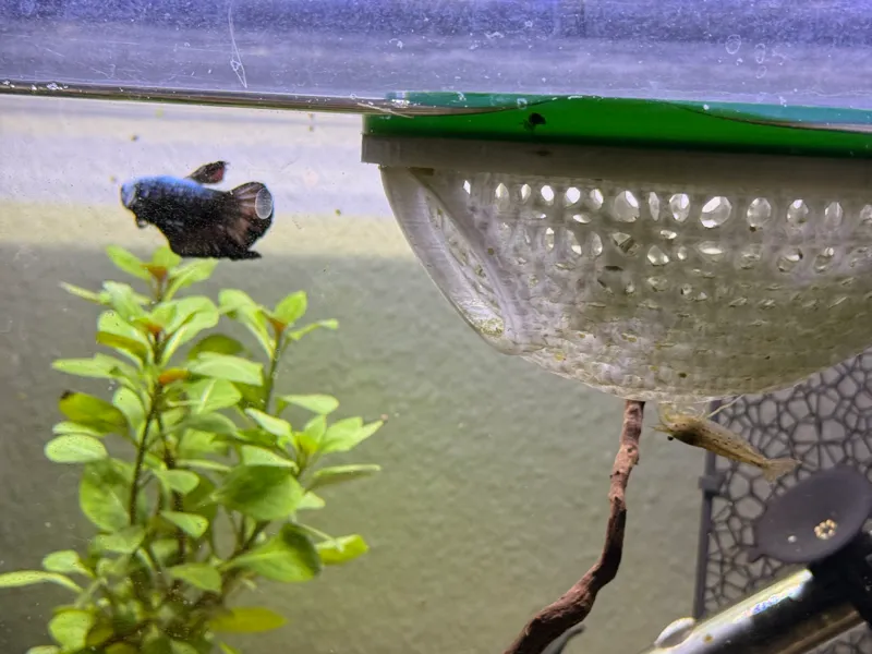 Betta Dom Schwimmhilfe