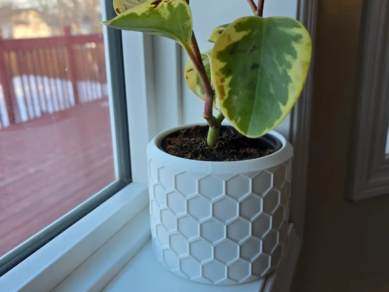 The Honey(Comb) Pot