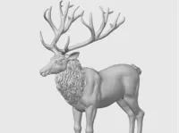 Cerf — photo 1