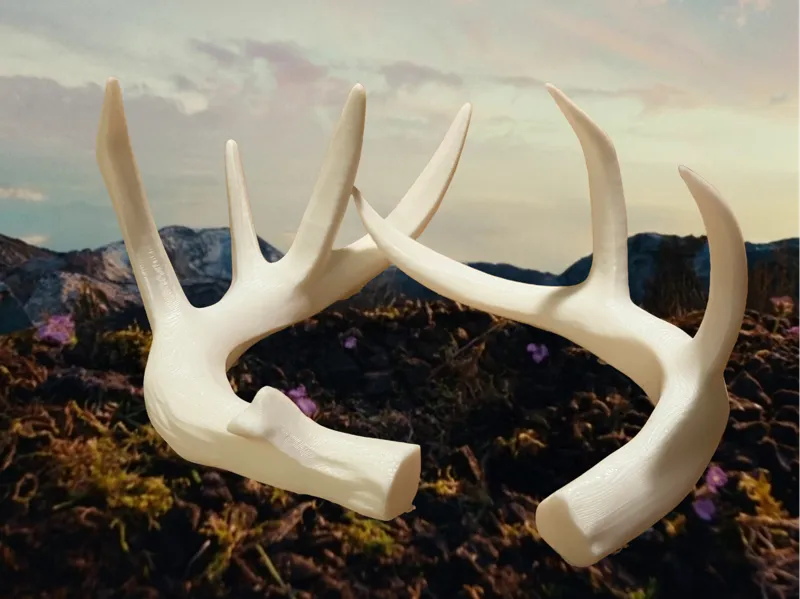 Ned's Antlers