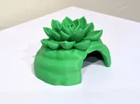 Small Single Color