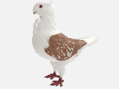 Old Dutch Capuchine