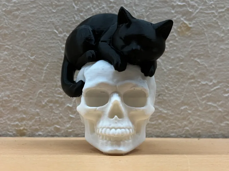 Sleepy Cat on Skull
