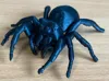 Small jumping spider