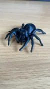 Large jumping spider