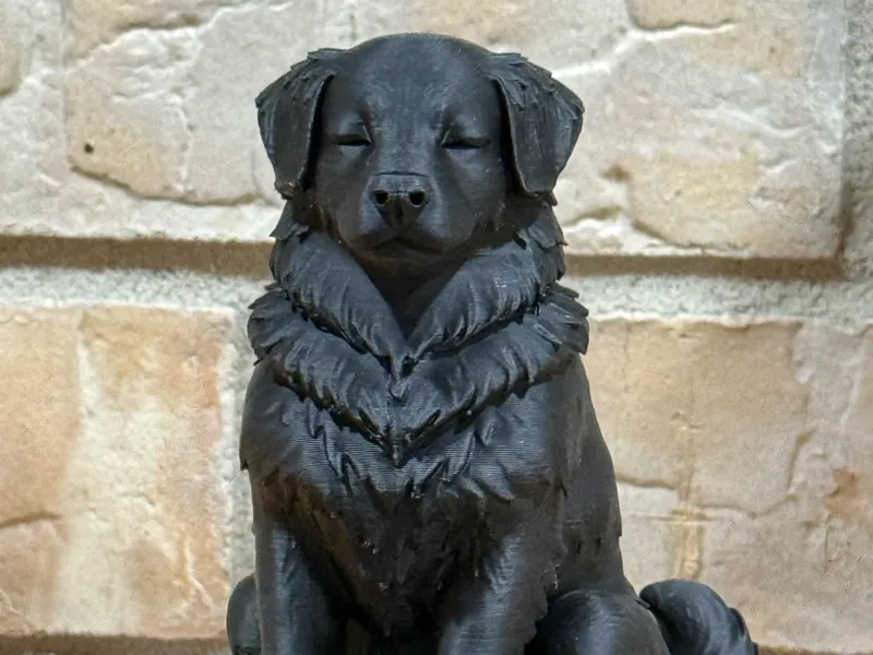 Meditating dog