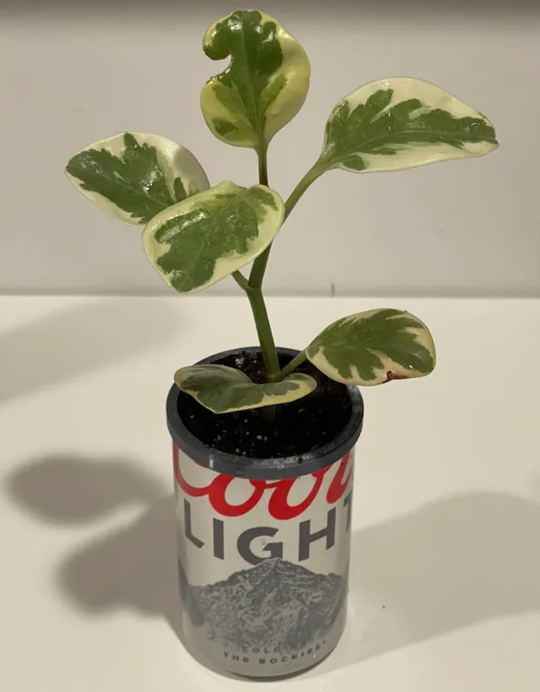 https://makerworld.bblmw.com/makerworld/model/USddeae28965deb1/design/2024-12-19_efdda000e6fca.png