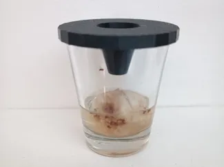 gnat fruit fly trap
