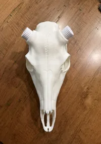 Art Bead Skull