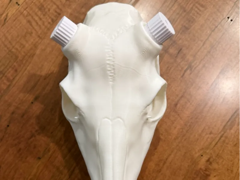 Beading Deer Skull - BAS Antler Mount