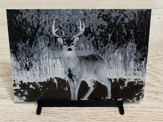 Whitetail Deer