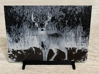 Whitetail Deer