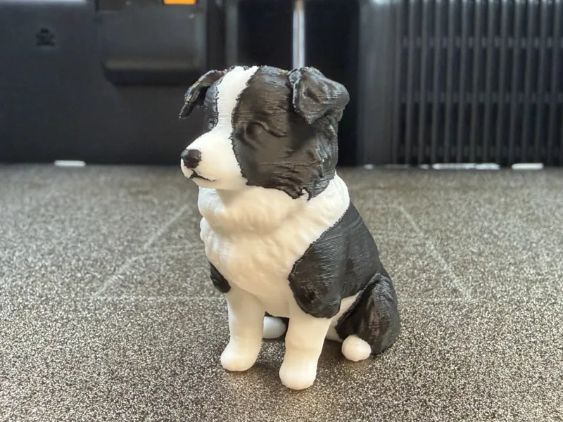 Sitting Border Collie Puppy - Realistic B&W Decor
