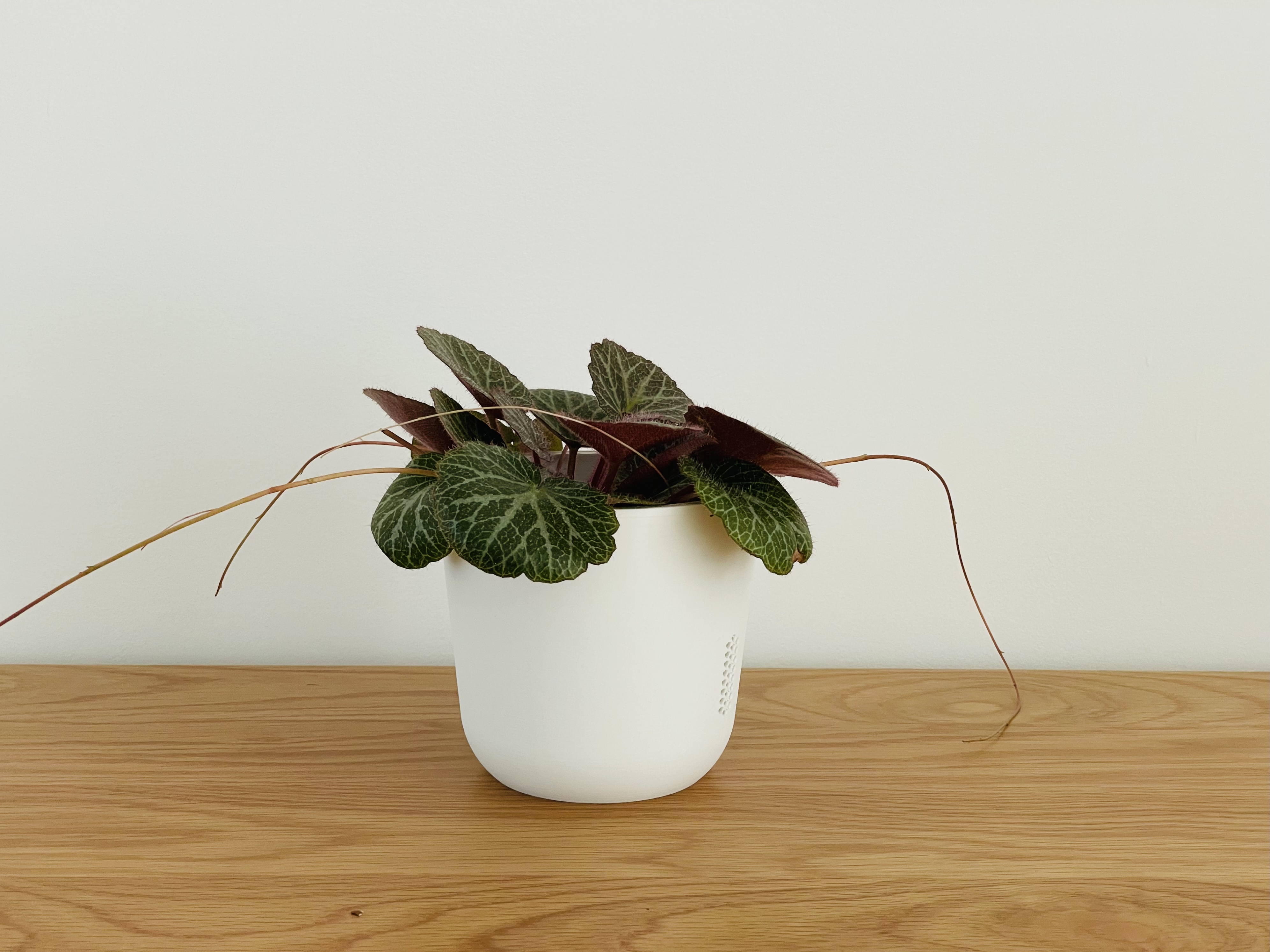 Miniatura 1 do modelo 3D 经典敞口花盆/桌面花盆/内外盆分离