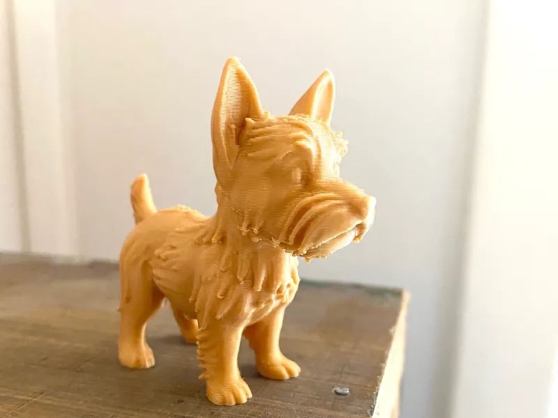 Adorable Norwich Terrier