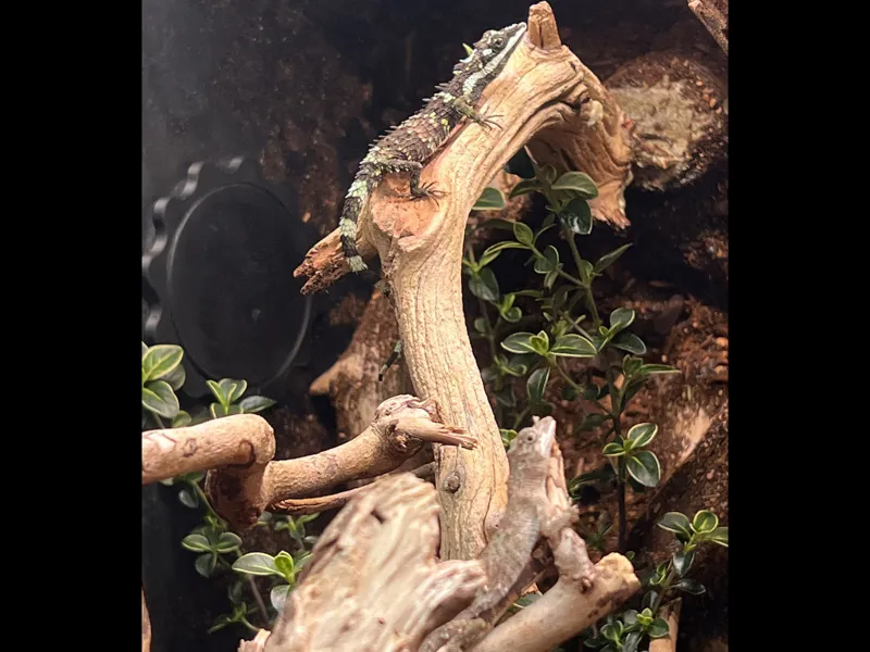 Threaded Locking Port Cover for Reptile Enclosures