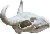 Crâne animal à cornes et crocs — décoration gothique — photo 4
