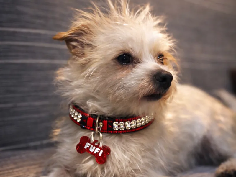 Customizable dog tag
