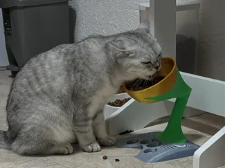 Katzen Napf