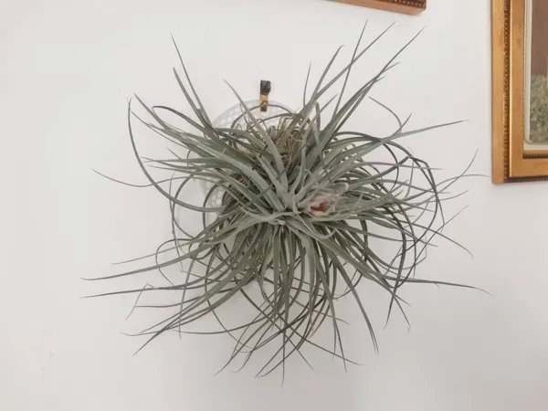 https://makerworld.bblmw.com/makerworld/model/USde8c7294631796/design/2023-12-03_3fdf52155da5.jpg