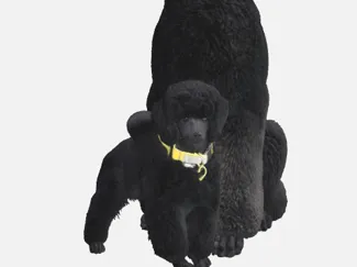 poodle 