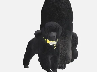 poodle 