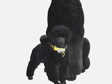 poodle 