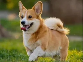 Flexi corgi
