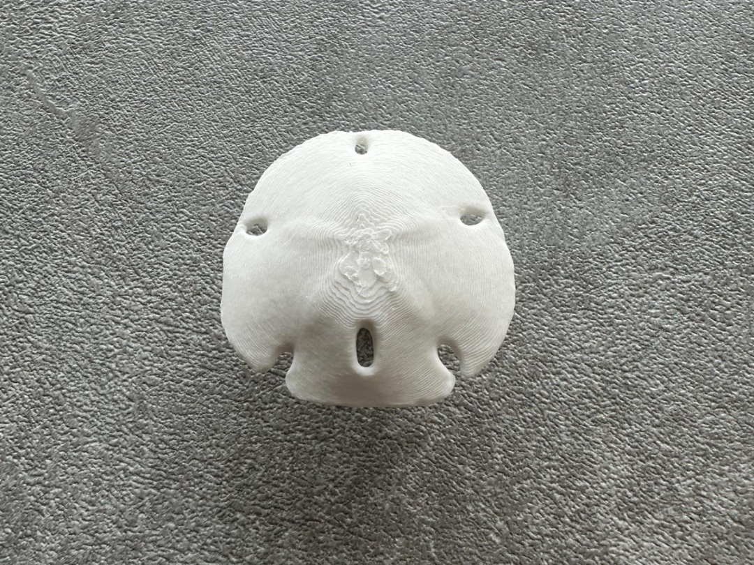 Sand Dollar / Sea Urchin Door Knob Pull
