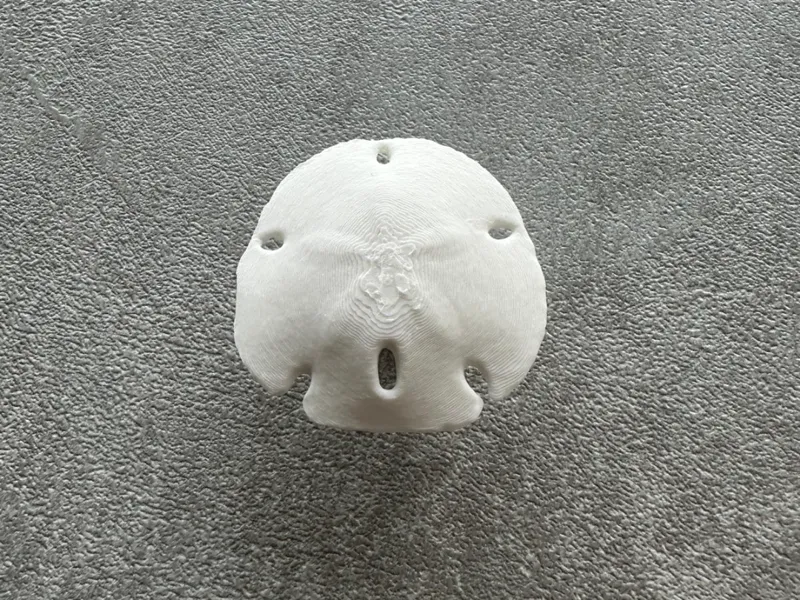 Sand Dollar / Sea Urchin Door Knob Pull