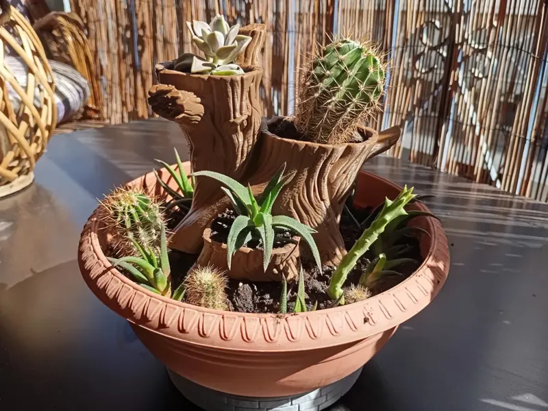 tree Succulent & Cactus planter pot