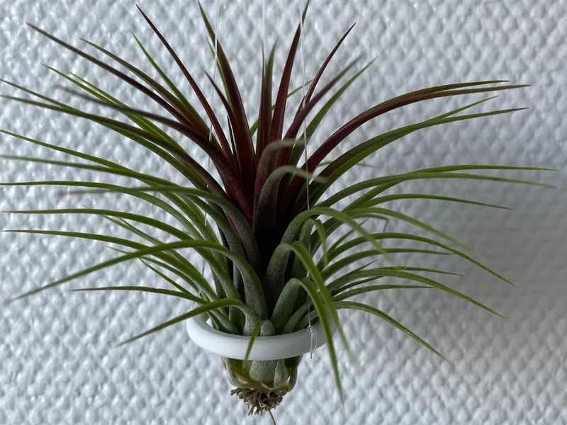 Tillandsien / Air Plant Ringe