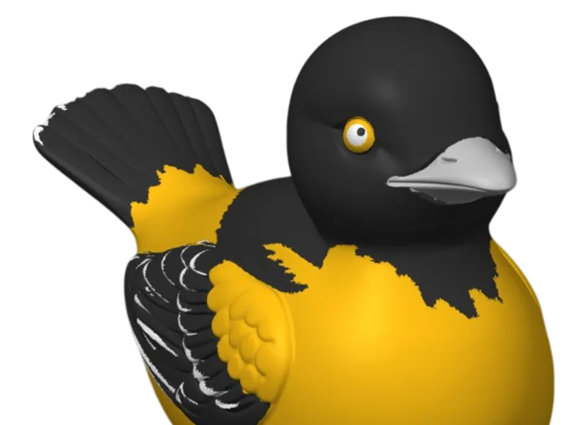 Oriole Duck
