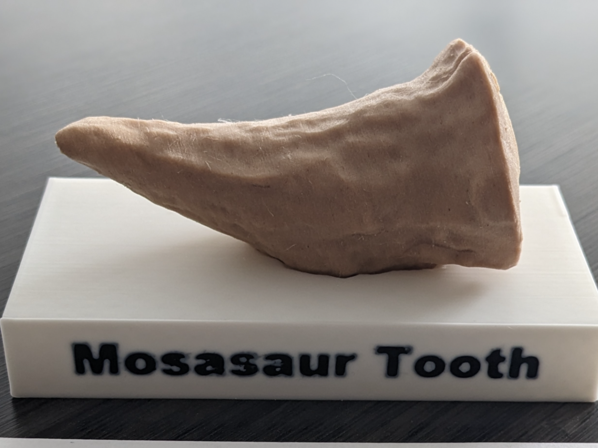 Mosasaur Tooth Replica + Display Stand